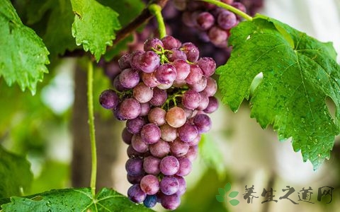 葡萄是什么季节的 葡萄是什么季节的