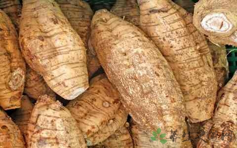 葛的营养价值_吃葛的好处