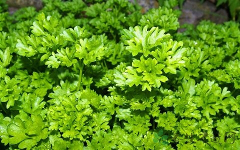 香菜变黄了还能吃吗 香菜变黄了还能吃吗