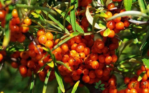 酸刺果的营养价值_吃酸刺果的好处 酸刺果的营养价值_吃酸刺果的好处