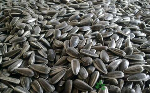 葵花籽油的营养价值_吃葵花籽油的好处