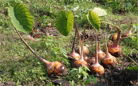 芋艿的吃法_哪些人不能吃芋艿