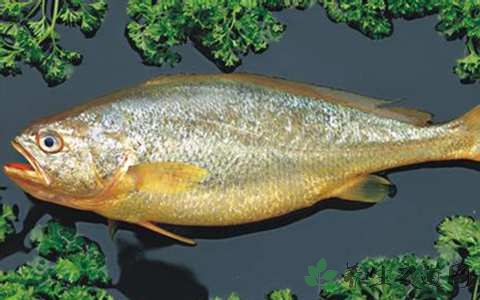 黄花鱼的营养价值_吃黄花鱼的好处
