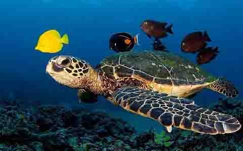 海龟的营养价值_吃海龟的好处