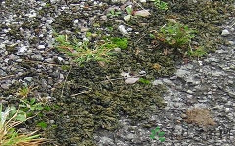 地皮菜的营养价值_吃地皮菜的好处