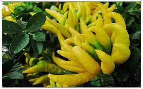 佛手柑的吃法_哪些人不能吃佛手柑