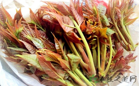 香椿苗的吃法_哪些人不能吃香椿苗