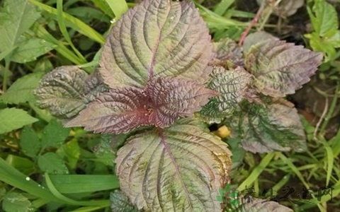 紫苏叶的吃法_哪些人不能吃紫苏叶