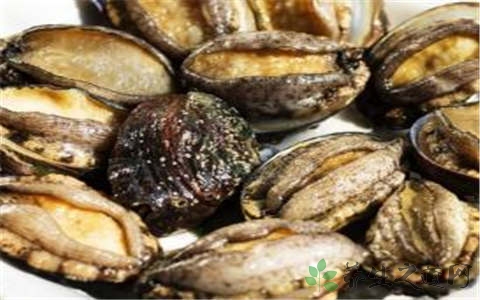 杂色鲍的吃法_哪些人不能吃杂色鲍