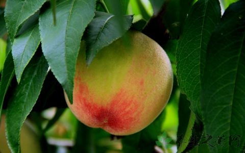 水蜜桃的营养价值_吃水蜜桃的好处