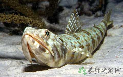 狗母鱼的营养价值_吃狗母鱼的好处