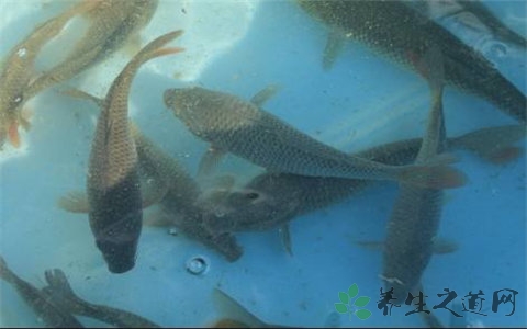 清江鱼与鲶鱼区别