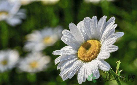 黄菊花和白菊花有什么区别