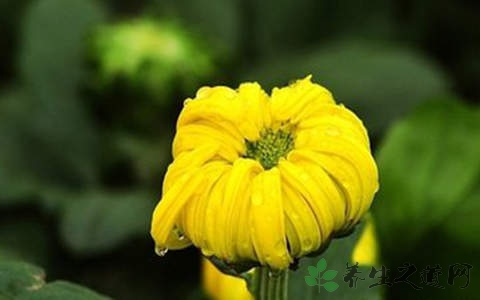 菊花蕾的营养价值_吃菊花蕾的好处