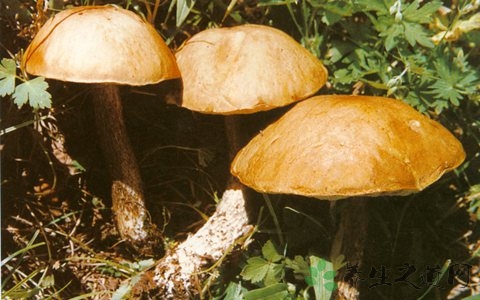 黄皮牛肝菌的吃法_哪些人不能吃黄皮牛肝菌