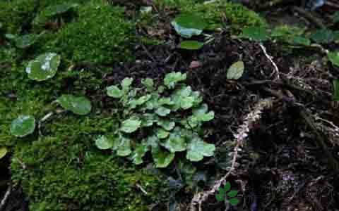 地衣的营养价值_吃地衣的好处 地衣的营养价值_吃地衣的好处