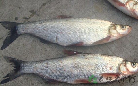 白条鱼的营养价值_吃白条鱼的好处