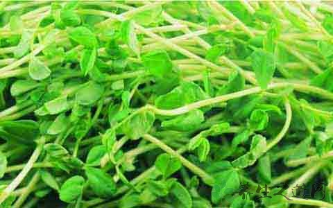 绿豆芽的吃法_哪些人不能吃绿豆芽