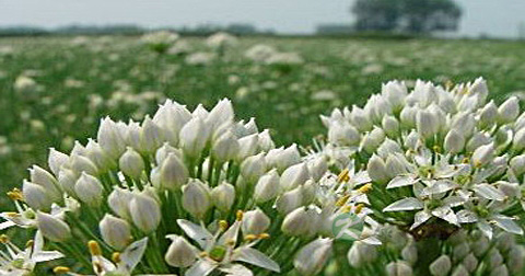 韭菜花炒蛋用什么油