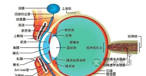 红眼