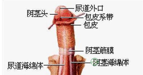 包皮龟头炎