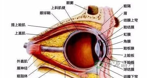 红眼