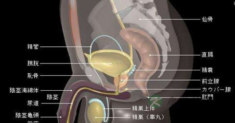 前列腺肥大