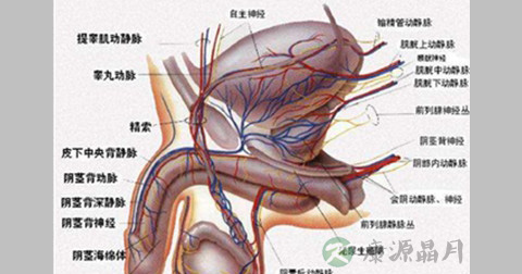 阴囊湿疹