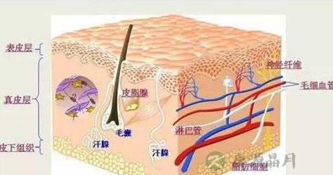 脂溢性皮炎