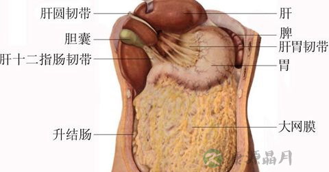 肠息肉