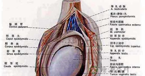 阴囊湿疹