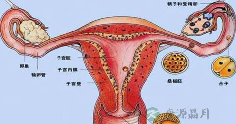 宫颈粘液检查