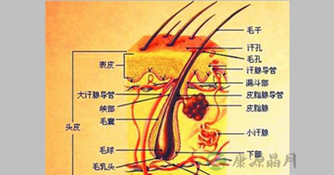 黑头粉刺