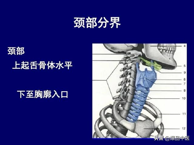 影像解剖 | 颈部影像解剖