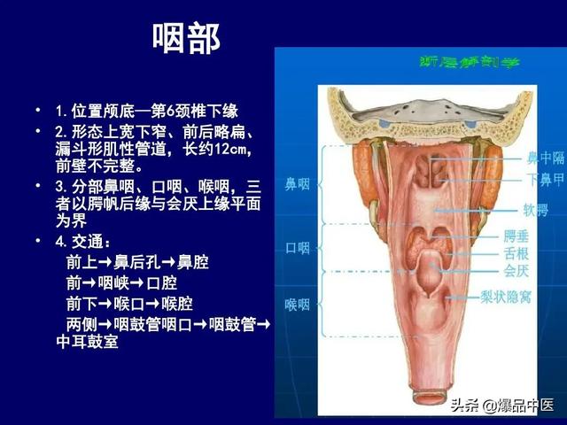 影像解剖 | 颈部影像解剖