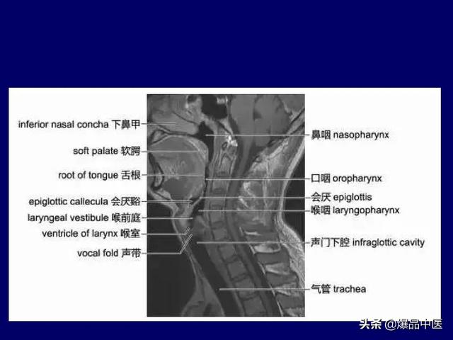 影像解剖 | 颈部影像解剖