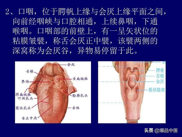 影像解剖 | 颈部影像解剖