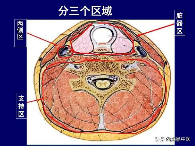 影像解剖 | 颈部影像解剖