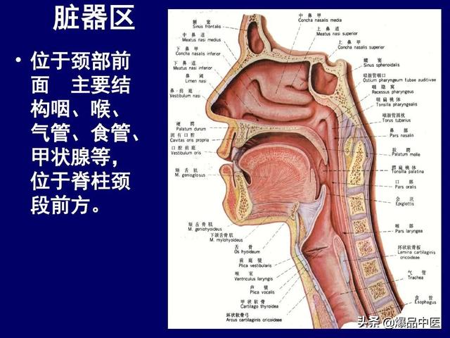 影像解剖 | 颈部影像解剖