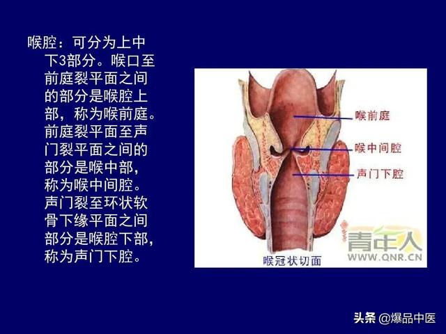 影像解剖 | 颈部影像解剖