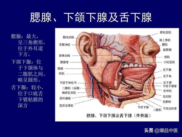 影像解剖 | 颈部影像解剖