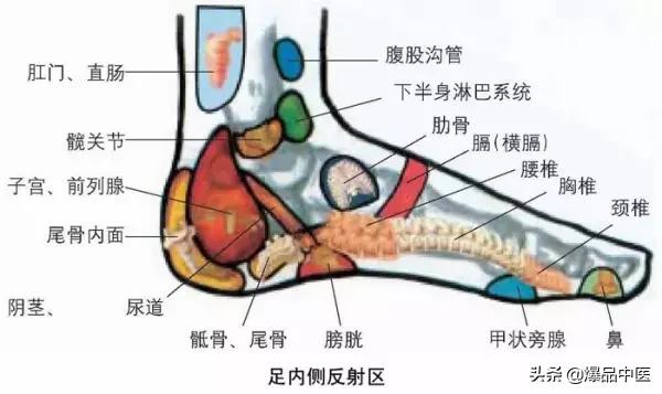 全息图谱：针灸专业必备，拥有完美疗效