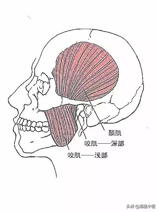 软组织常见压痛点