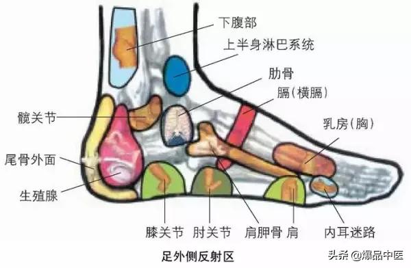 全息图谱：针灸专业必备，拥有完美疗效