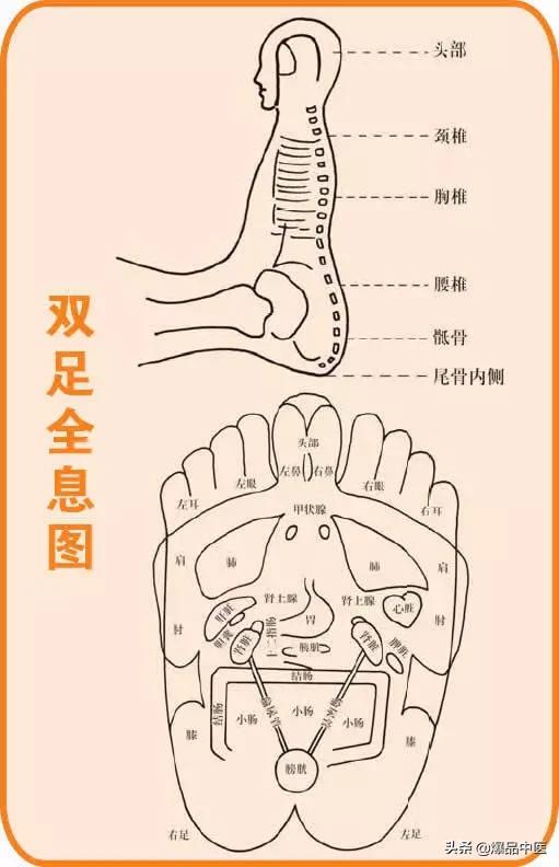 全息图谱：针灸专业必备，拥有完美疗效