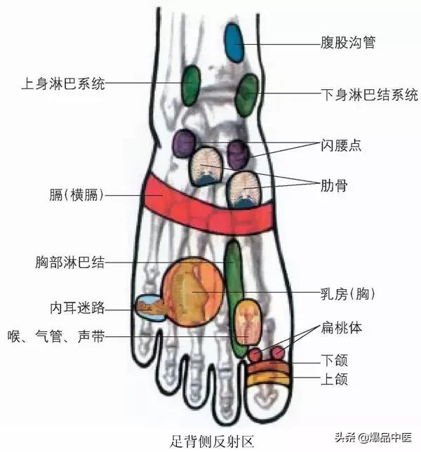 全息图谱：针灸专业必备，拥有完美疗效