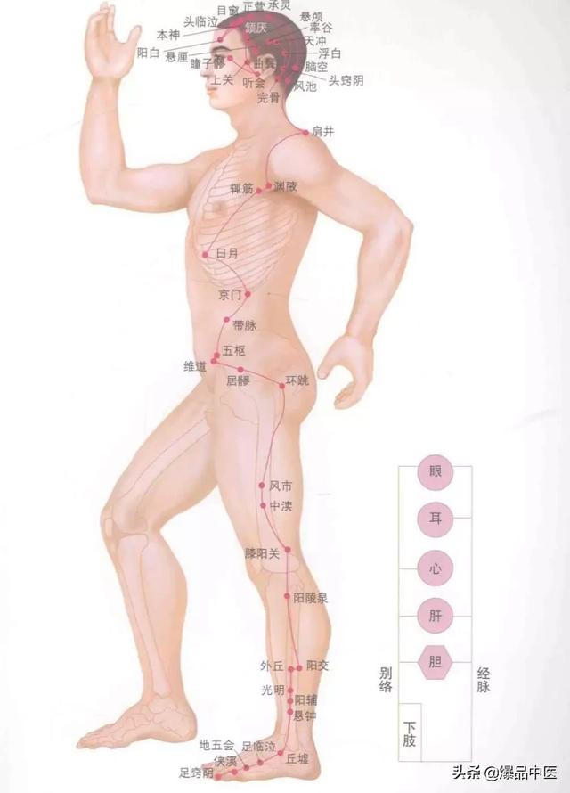 超赞的十四经路穴位图谱及口诀