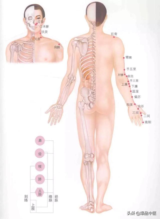 超赞的十四经路穴位图谱及口诀