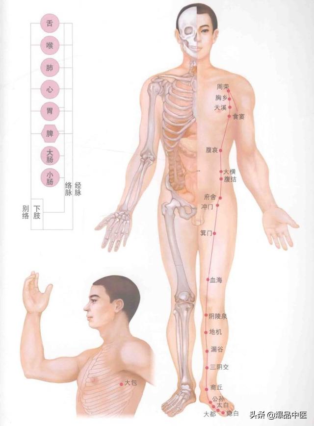 超赞的十四经路穴位图谱及口诀