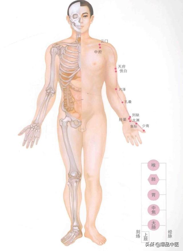 超赞的十四经路穴位图谱及口诀